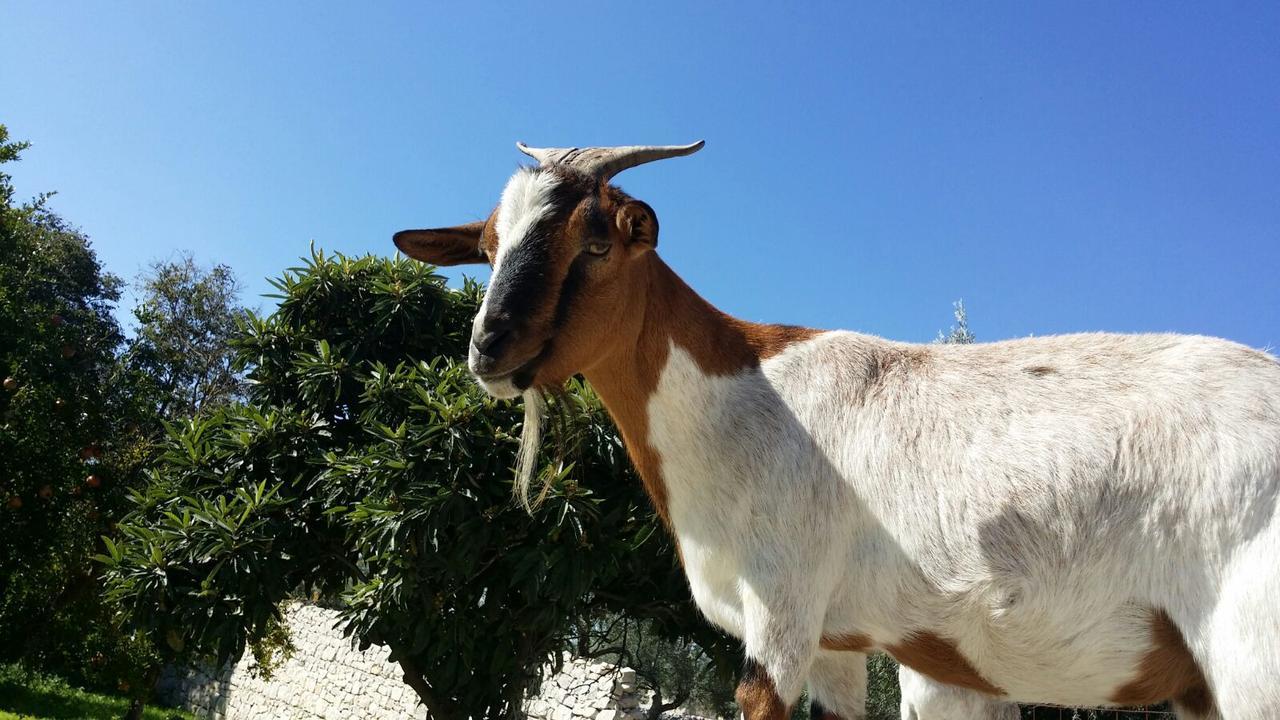 Cannizzara Valata Minusa Country Resort מראה חיצוני תמונה